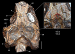 Thumbnail for File:Jesairosaurus referred skull.png