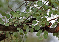 Jhinjheri (Bauhinia racemosa) leaves & trunk in Hyderabad, AP W IMG 7059.jpg