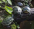 * Nomination Red-eared slider (Trachemys scripta elegans), Munich Botanic Garden, Germany --Poco a poco 17:27, 3 July 2015 (UTC) * Promotion Good quality. --Hubertl 02:53, 4 July 2015 (UTC)