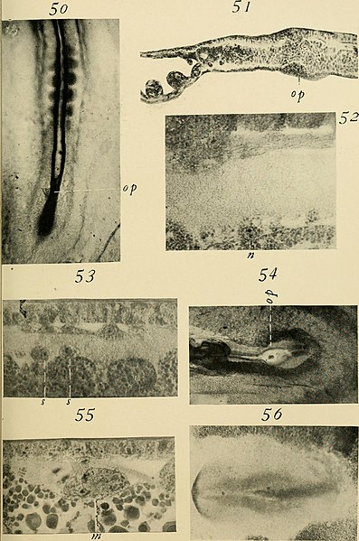 File:Journal of morphology (1909) (14587016018).jpg