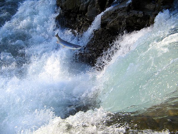 Many species of salmon migrate up rivers to spawn