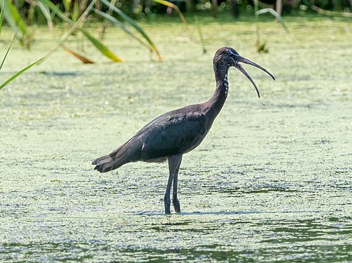 Juvenile glossy ibis in Jamaica Bay Wildlife Refuge