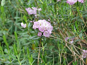 Descrizione dell'immagine Kalmia poliifolia.jpg.