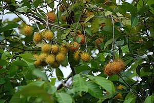 Buah rambutan di Kampung Bubor