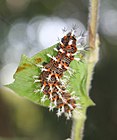 Kaniska canace (caterpillar).JPG