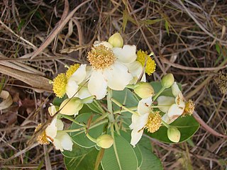 <i>Kielmeyera coriacea</i> Species of tree