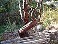 Raja Gunung Manzanita, Arctostaphylos Regis-Montana 3.JPG