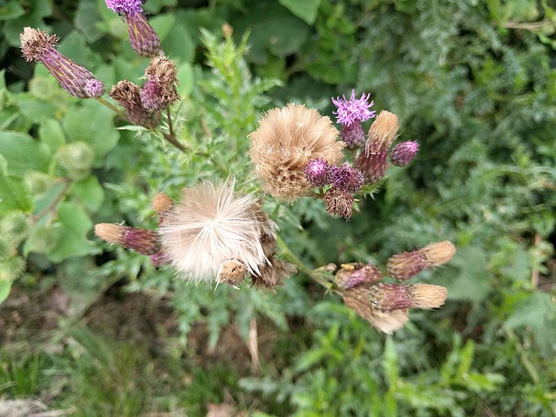 File:Klinkenbergerplas - Akkerdistel (Cirsium arvense).jpg