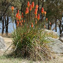 Plant fleuri de Kniphofia uvaria sur les rives du lac Jindabyne en Nouvelle-Galles du Sud (Australie)