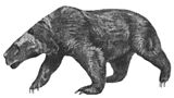 Black and white drawing of bear