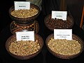 Beberapa biji kopi produksi Indonesia