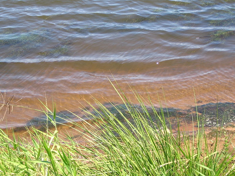 File:Kourou lake water amazon.jpg