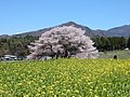 2019年7月25日 (木) 02:43時点における版のサムネイル