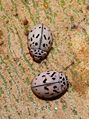 Oenopia doublieri (Coccinellidae) Ladybird