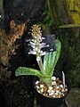 Lachenalia carnosa