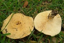 Lactarius alnicola 6936.jpg