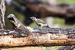 Thumbnail for File:Ladder-backed woodpecker - 50776831948.jpg