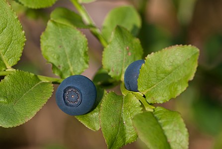 Berries of Vaccinium myrtillus