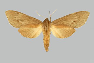 <i>Lapara halicarnie</i> Species of moth