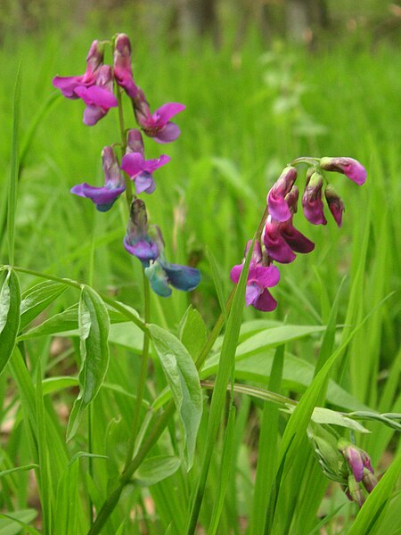 File:Lathyrus vernus - FFH GramWald 2005.jpg