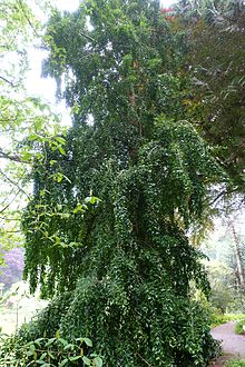 Laureliopsis philippiana - градина Trebah - Корнуол, Англия - DSC01661.jpg