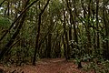 * Nomination Laurel forest, Garajonay National Park, Valle Gran Rey, La Gomera --Llez 05:02, 12 May 2024 (UTC) * Refusée  Oppose Sorry: blurred, too low sharpness for QI --F. Riedelio 13:00, 18 May 2024 (UTC)