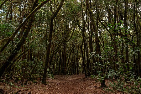 Laurisilva Garajonay National Park La Gomera