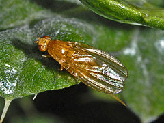 Meiosimyza cf. rorida, dorsal view