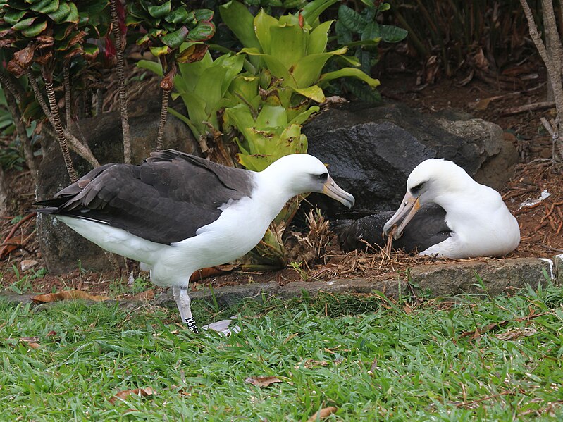 File:Laysan Albatross RWD8b.jpg