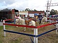 Pony rides