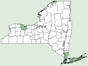 Lemna perpusilla NY-dist-map.png