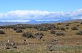 Adult & juveniles; Torres del Paine, Chile