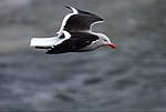 Leucophaeus scoresbii - Patagonia, Argentina - flying- 8. jpg