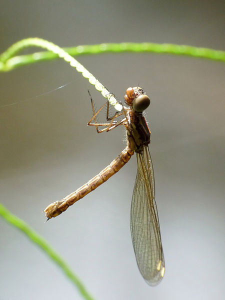 File:Libellago lineata female 3 by kadavoor.jpg