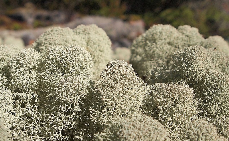 File:Lichens in Finland 2.jpg