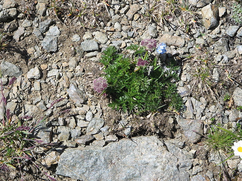 File:Ligusticum mutellinoides001.jpg