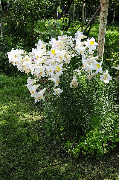 Lilium regale (Pic: Philipp Weigell)