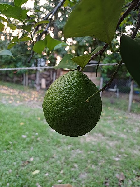 File:Limon.jpg