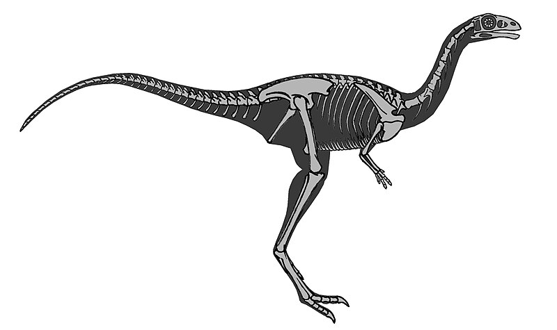 File:Limusaurus skeleton.JPG