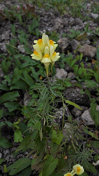 File:Linaria vulgaris en Lorentzweiler (Luksemburgio).jpg