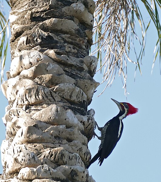 File:Lineated Woodpecker (Dryocopus lineatus) male (31805802966).jpg