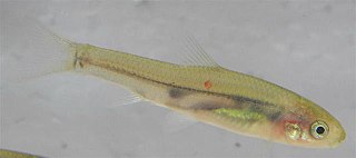 <i>Linichthys laticeps</i> Species of fish