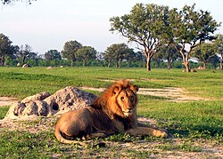 Lion resting near a termite mound Lion-hwange.jpg