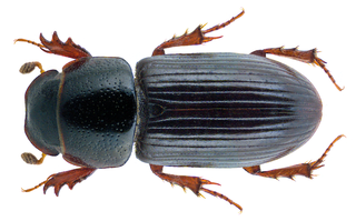 <i>Liothorax kraatzi</i> Species of beetle