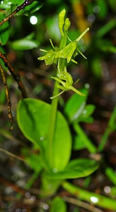 Dvilapis purvuolis (Liparis loeselii)