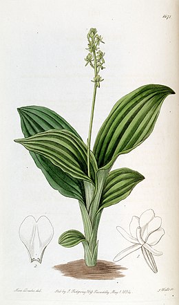 Liparis nervosa subsp. nervosa (as Liparis guineensis) -Edwards vol 20 pl 1671 (1835).jpg