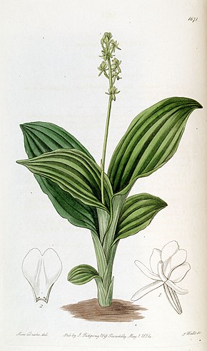 Описание изображения Liparis nervosa subsp.  nervosa (как Liparis guineensis) -Edwards vol 20 pl 1671 (1835) .jpg.