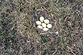 Vajíčka na hniezde