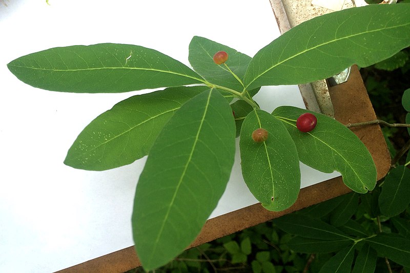 File:Lonicera oblongifolia iNat-4268063.jpg