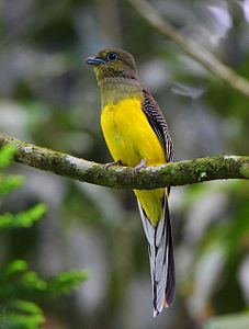 Orange-breasted trogon Photograph⧼colon⧽ EKO PRASTYO